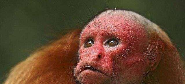 世界上最丑的猴子,满脸通红没有头发,如今已濒临灭绝