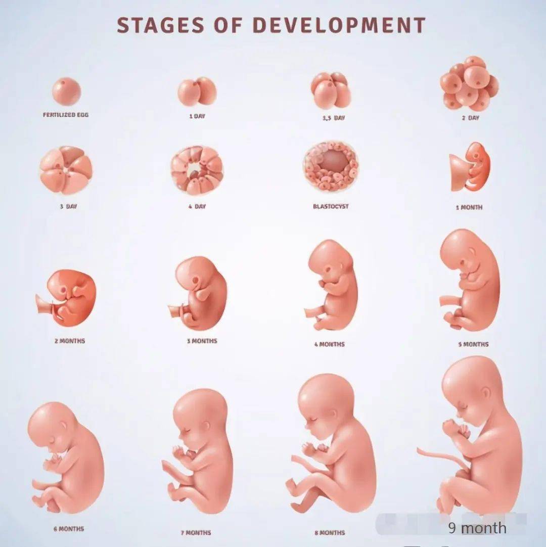 妊娠前8周的婴儿称为胚胎,之后则称为胎儿
