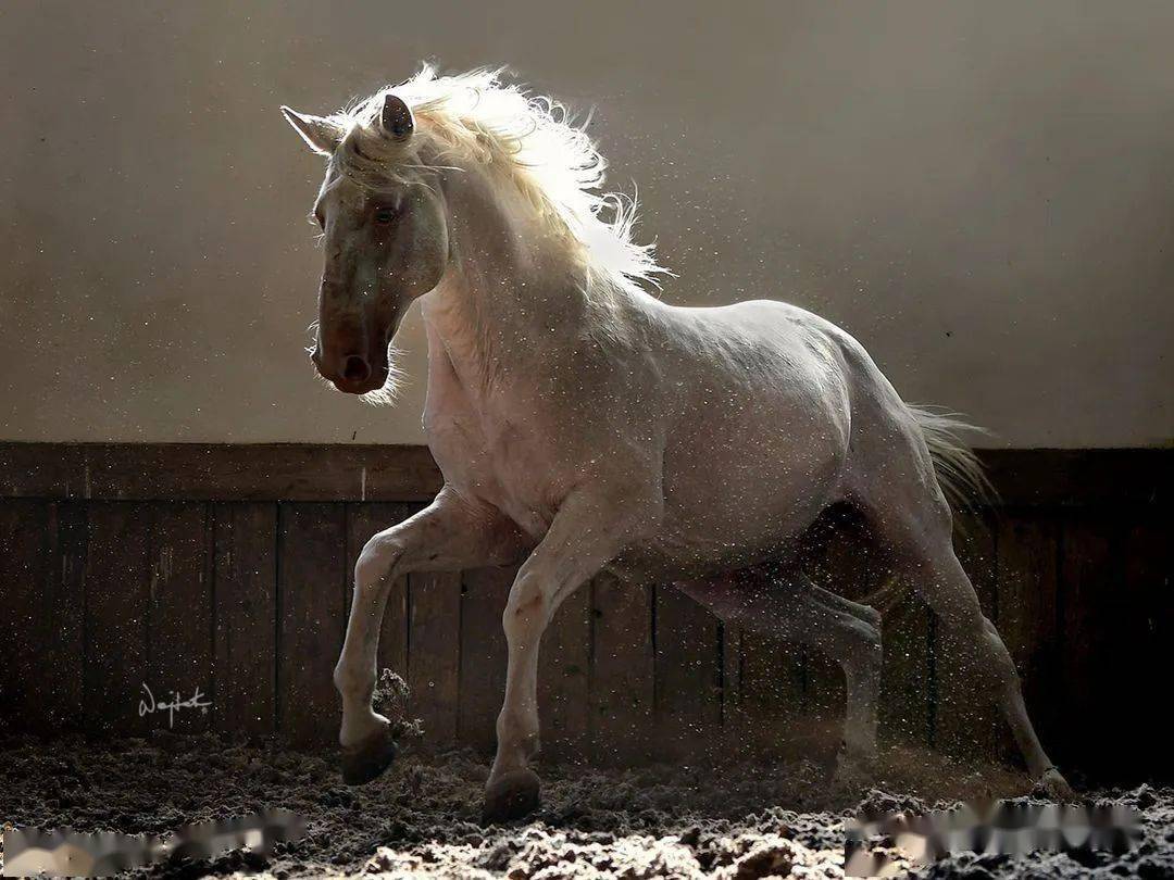 马摄影:彰显力量与唯美_插画_绘画_意境