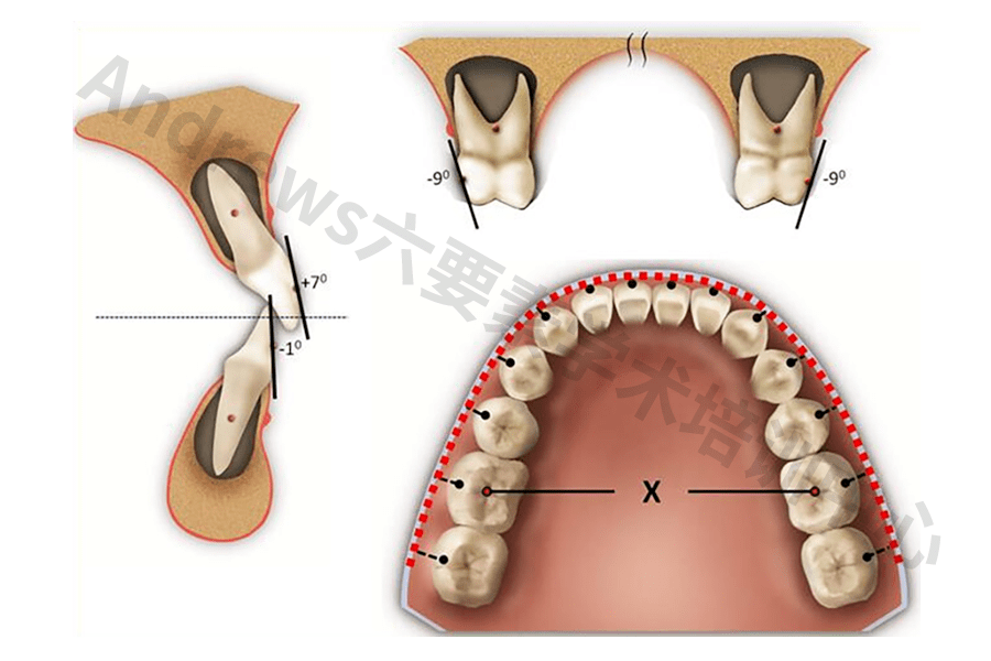 牙根位于基骨中央,牙冠倾斜度适当,以达到良好的咬合接触;spee曲线
