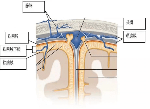 脑膜位置示意图图片