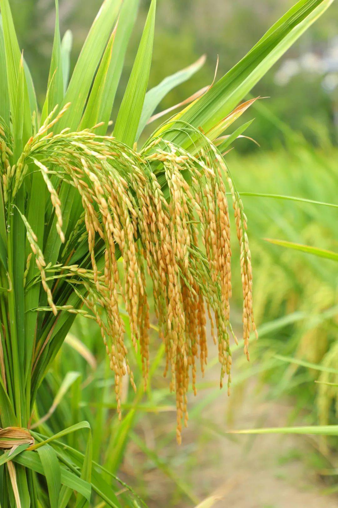 而在徽县,康县,文县的水稻田里,一株株金黄色的稻穗在风中摇曳,沉甸甸