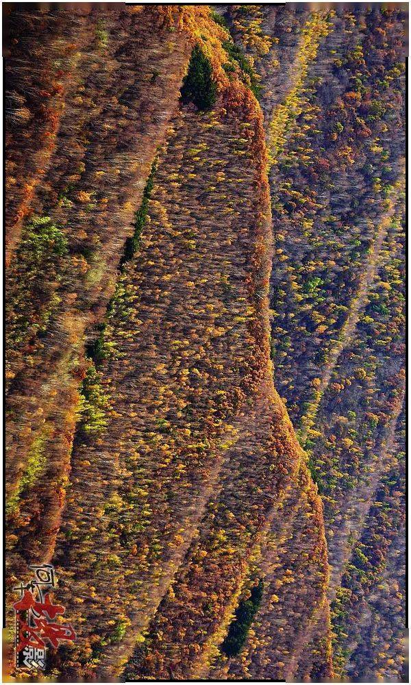 忆往秋:层林尽染胜春花_大地_疫情_碧斯