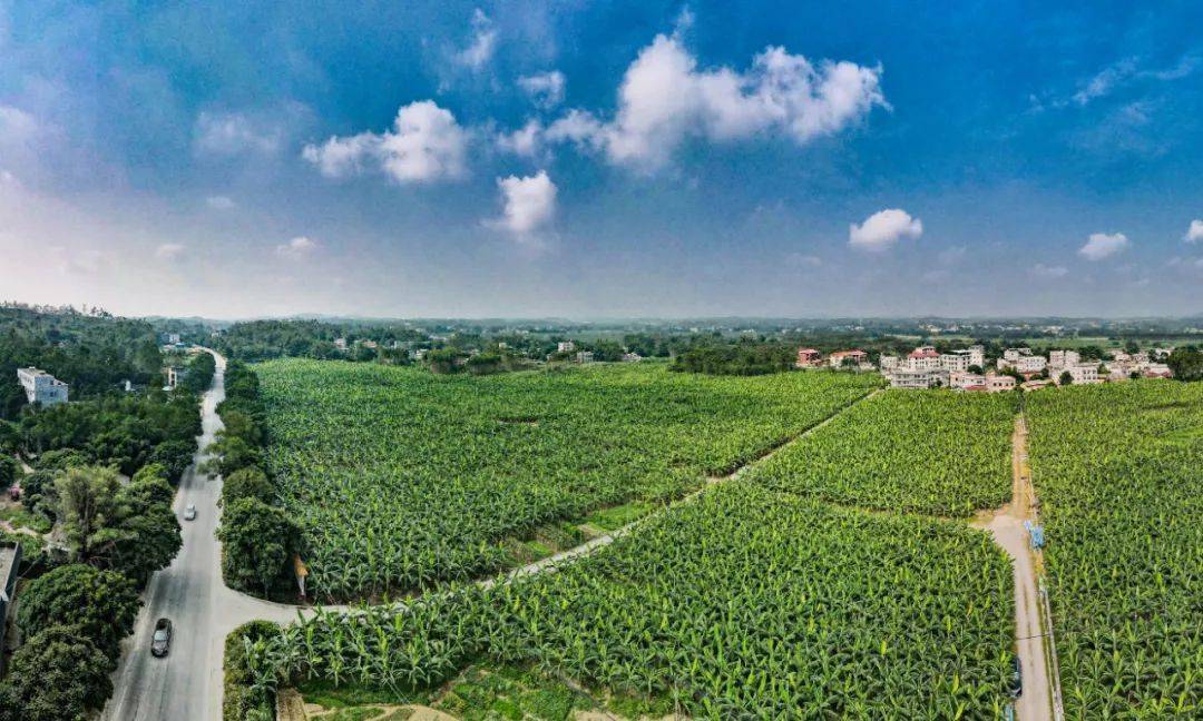 上图:省道206线陆川良田镇七片村路段的香蕉林(何峰 摄)上图:省道206