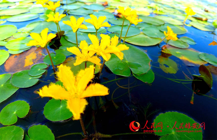 视频|来雄安认识《诗经》里的荇菜_白鹭_高腾_白洋淀