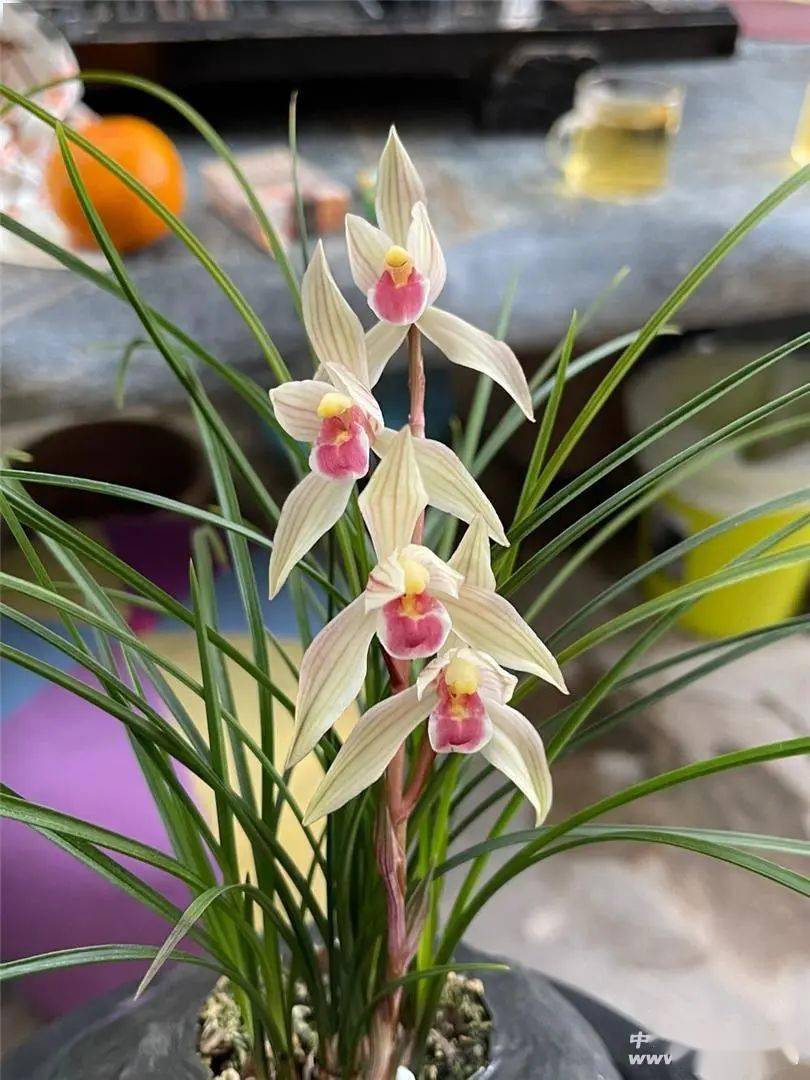 水点桃花 (莲瓣兰)_维西_时为_本站