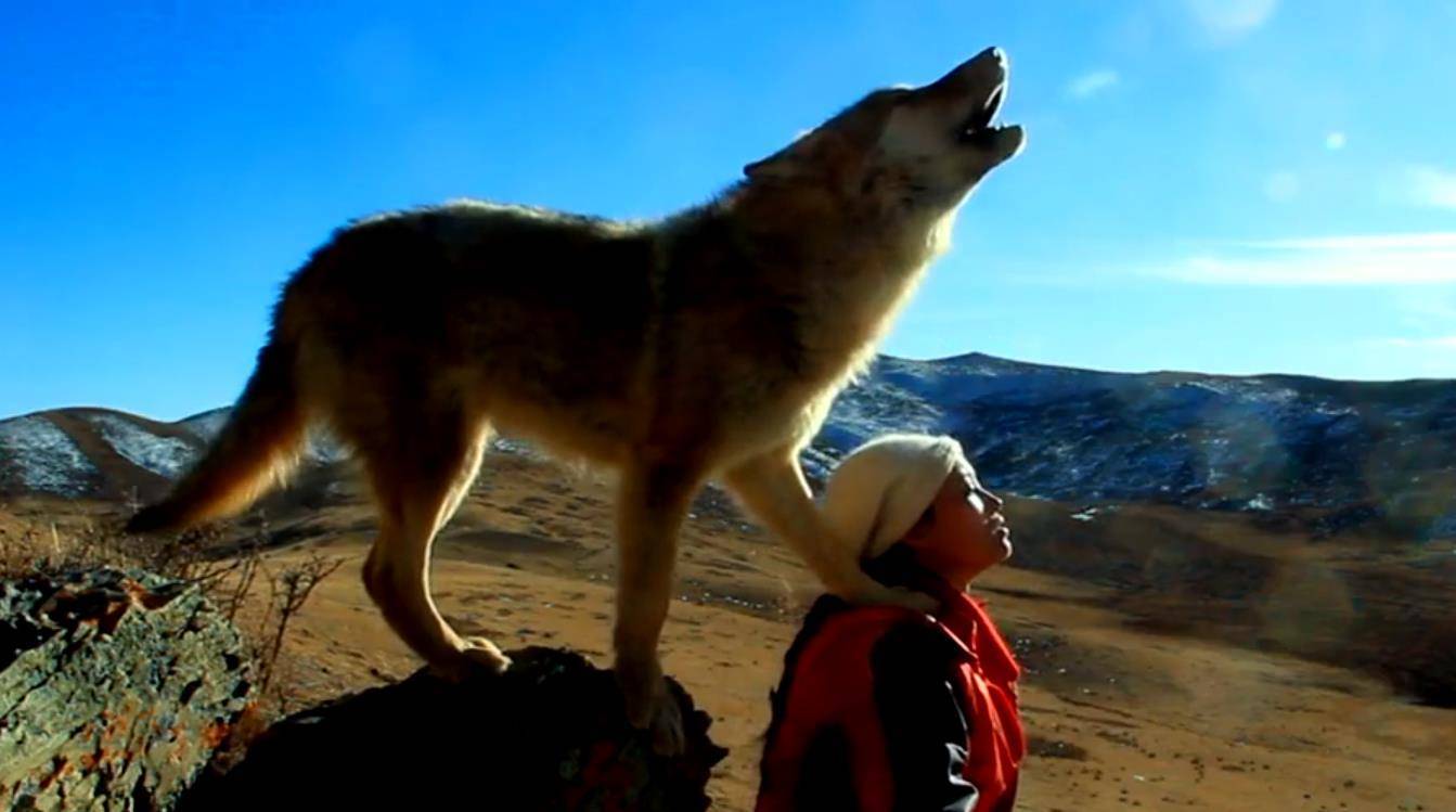 2010年她卖房救狼,亲自带着小狼重返狼群,如今她和狼怎么样了?