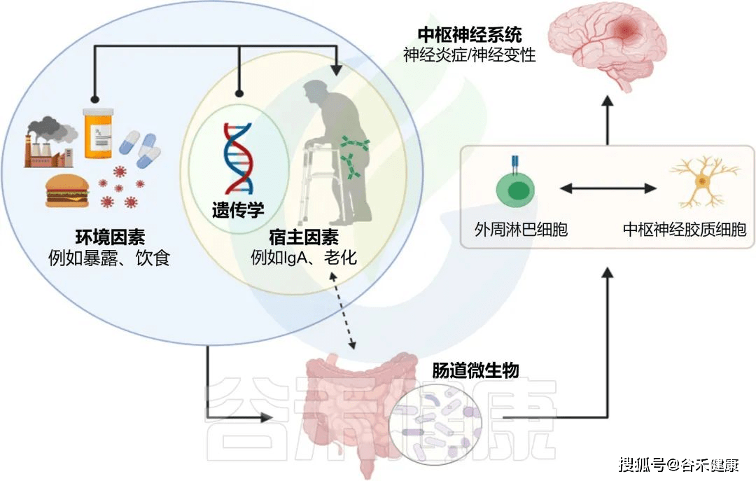 对抗病原菌，帮助共生菌定植的“重要开关”_微生物_肠道_抗体