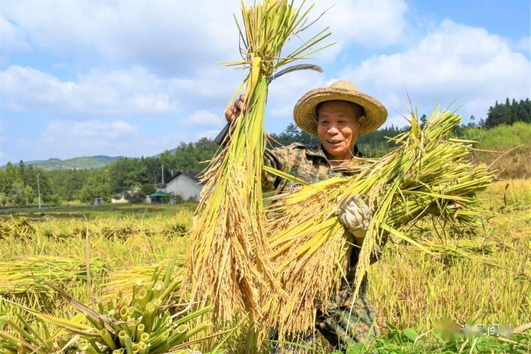 280余亩优质水稻