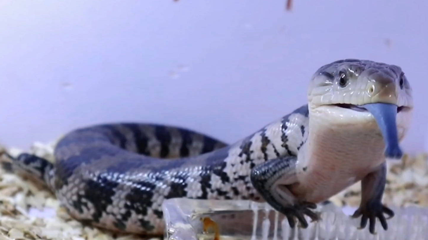 3种适合新手第一次饲养的蜥蜴,你见过它们吗?