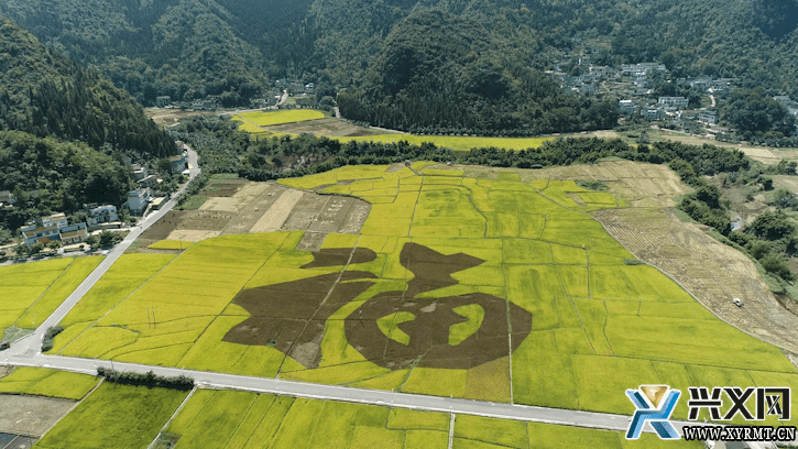 万峰林福字田:稻谷飘香美如画 机械收割效率高_种植_万峰福_水稻