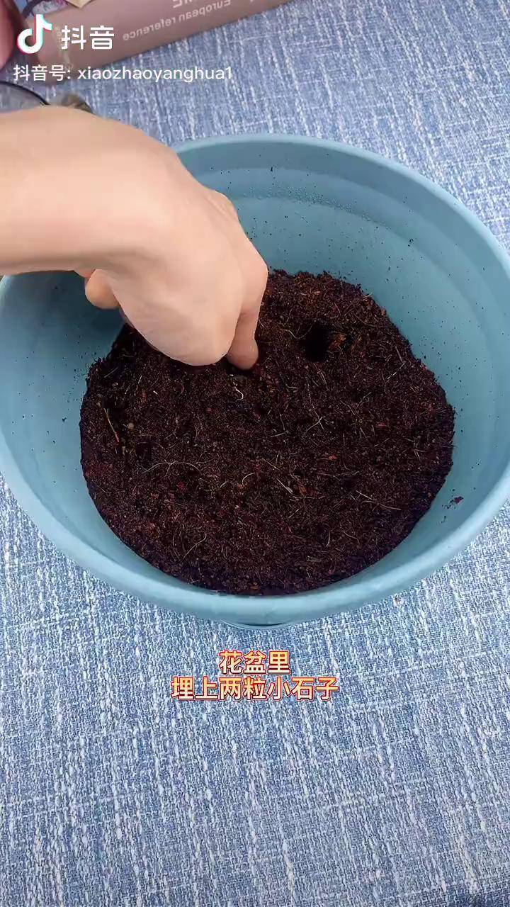 旱金莲又叫旱荷花,开花就结种子,今天种一盆,明年种一片!