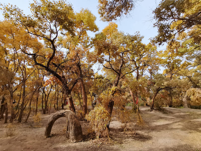 多彩甘肃,西出阳关无故人_敦煌_胡杨林_景区