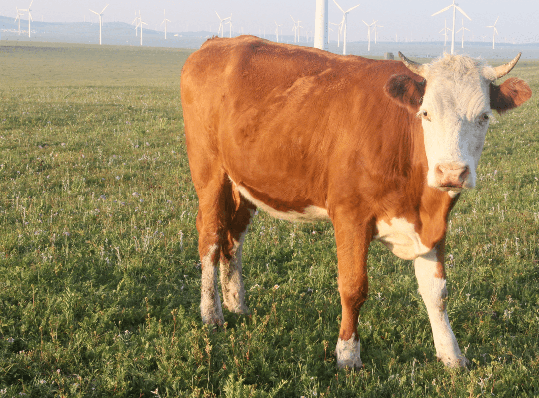蒙古牛品种图片