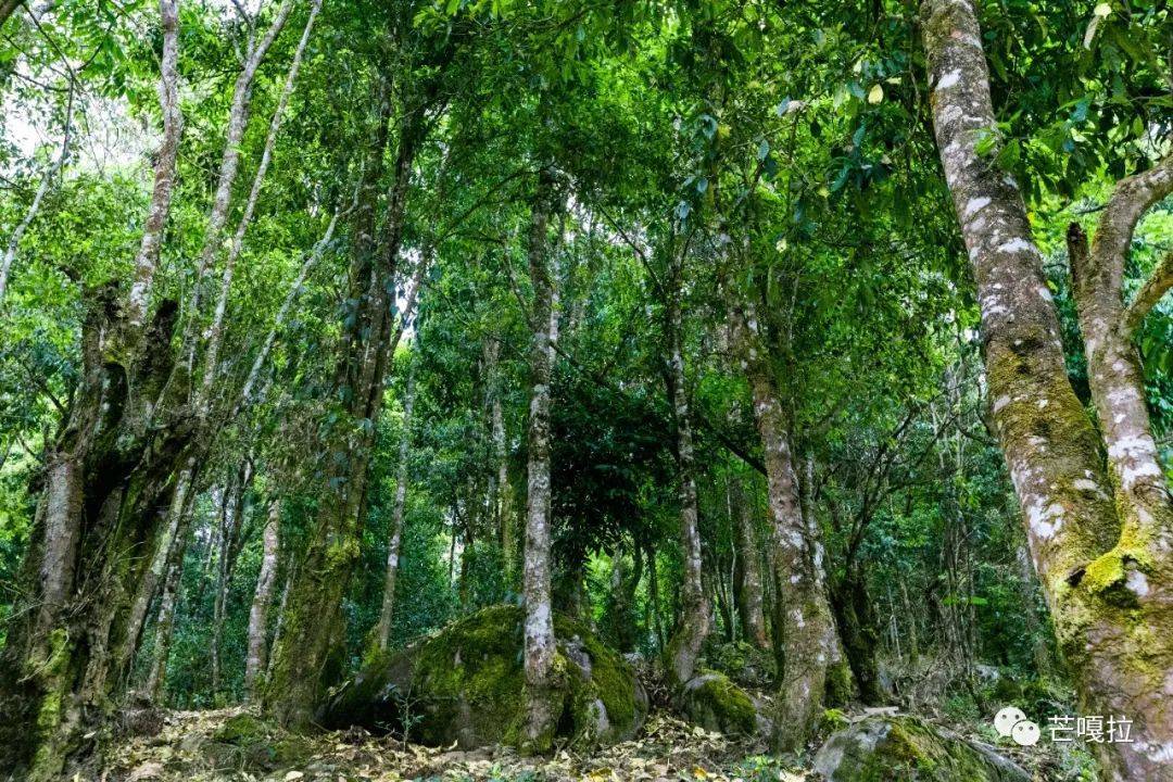独树一味~犀牛塘单株_极致_茶园_树龄