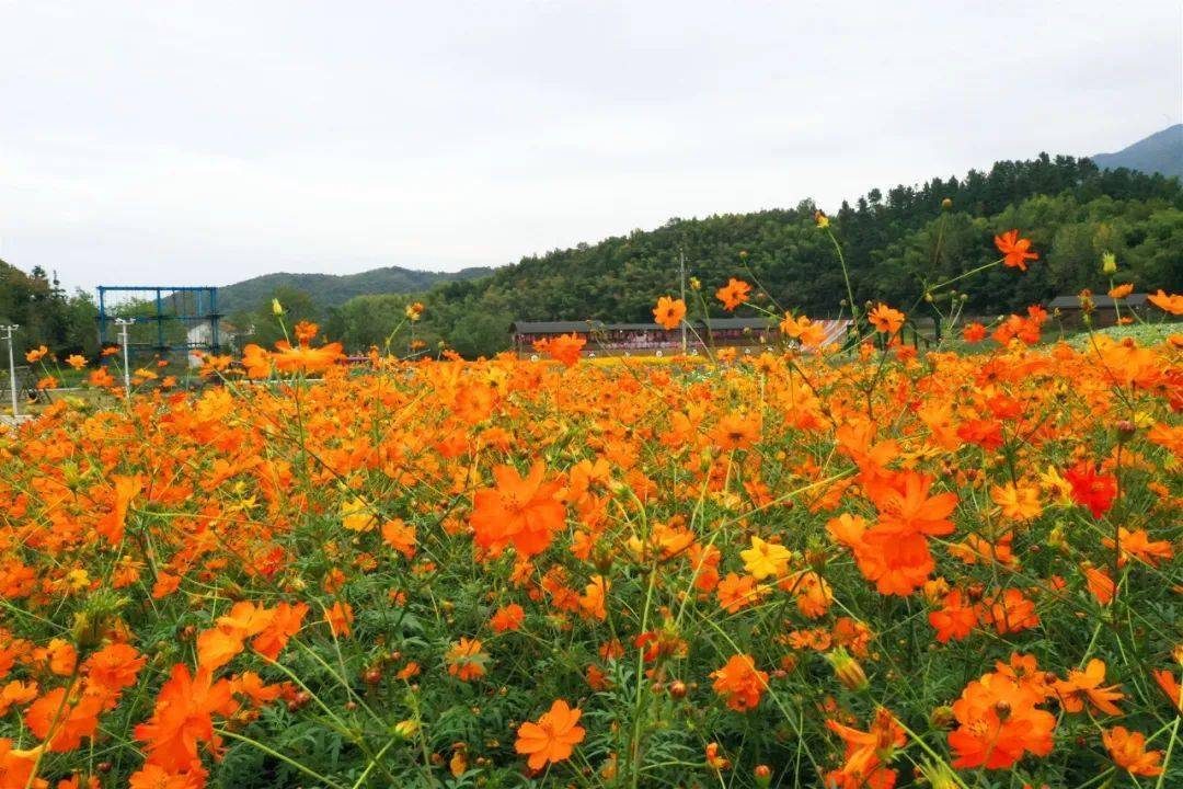 十一赏花游玩,拍照打卡,解锁溜娃新招式,就在西九华山~_中原_畅游