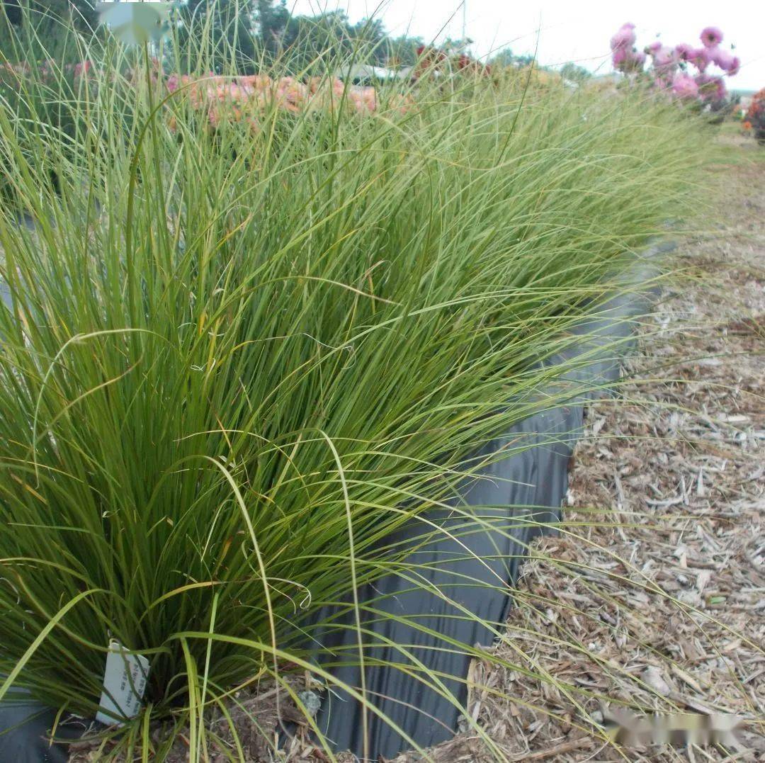 红公鸡叶片狭窄,叶色呈亮绿色,耐热性强;株高:50-60厘米苔草 凤凰绿棕