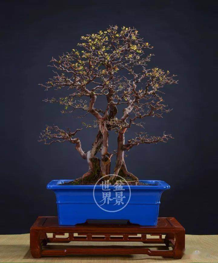 盛光荣大师作品清赏_cm_盆景_中国