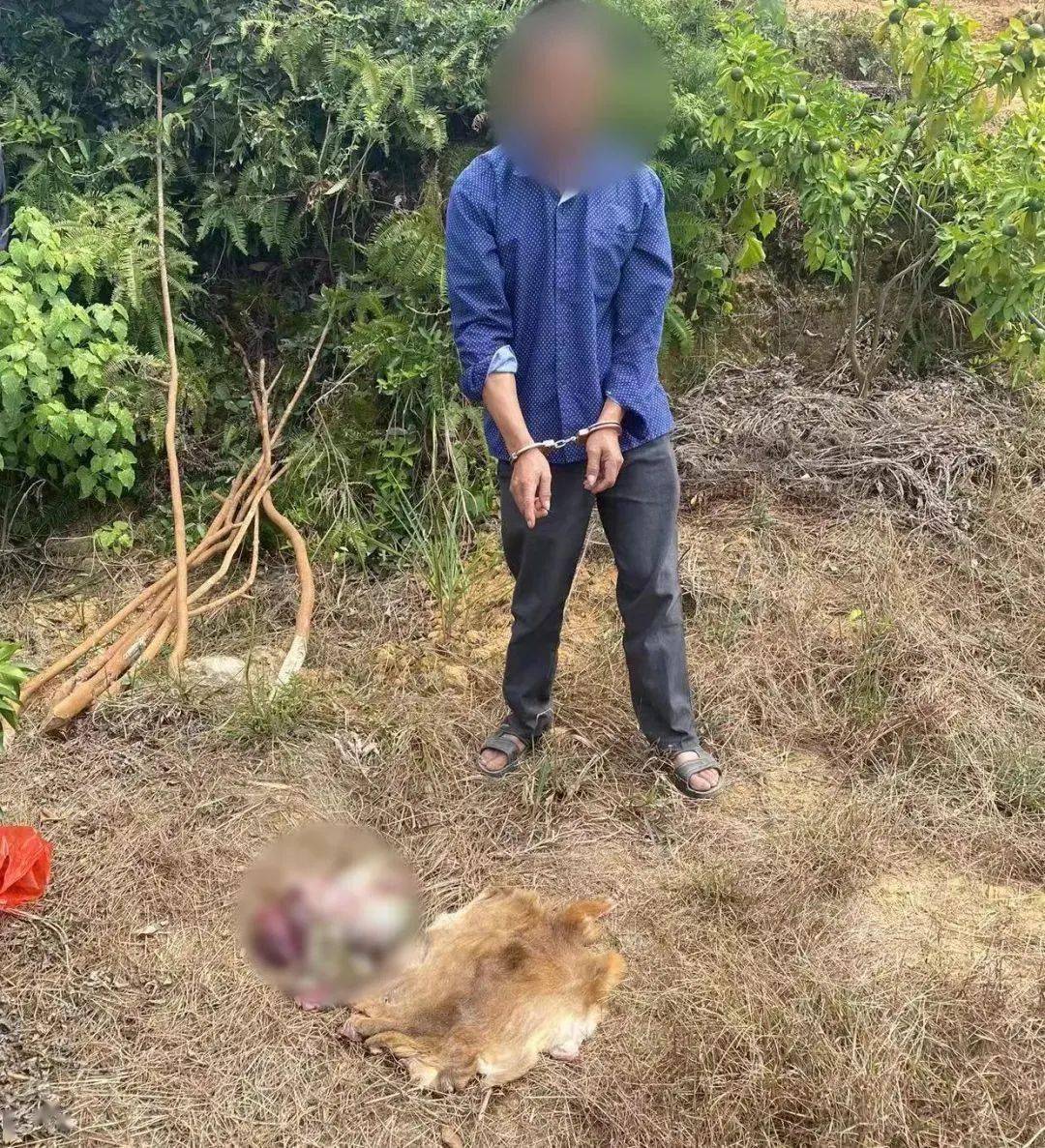 到案当晚▲被扣押的大量捕猎夹具有重大作案嫌疑锁定韩坊镇村民韩某