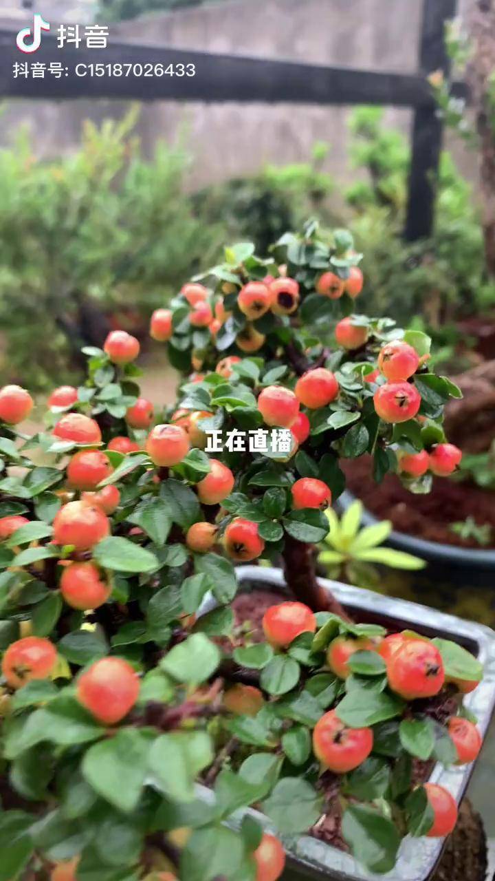 荀子七彩大果正在直播黄杨世家 荀子盆景 正在直播_直播_黄杨_世家