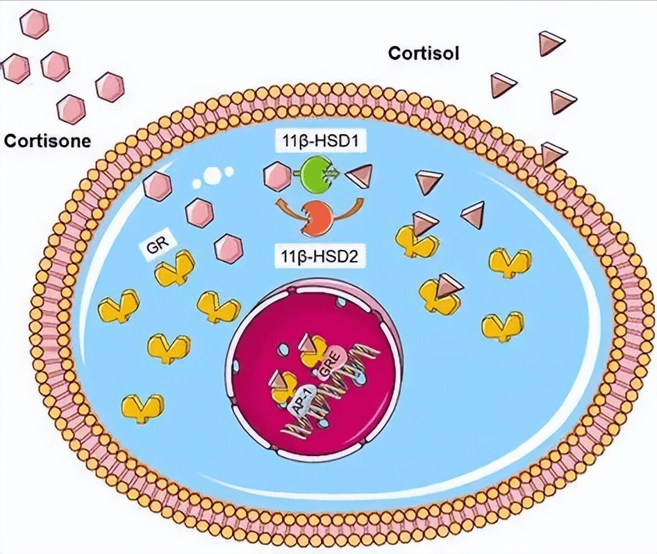 事实,失调似乎具有特定的模式,由酶11β-hsd1的组织特异性表达引起的