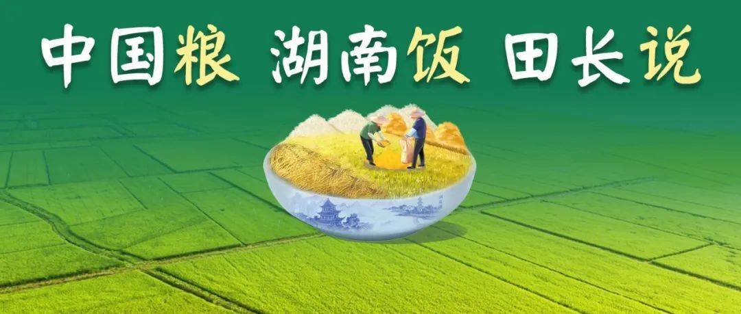 “中国粮 湖南饭 田长说”!刷屏开启_保护_耕地_全面推行