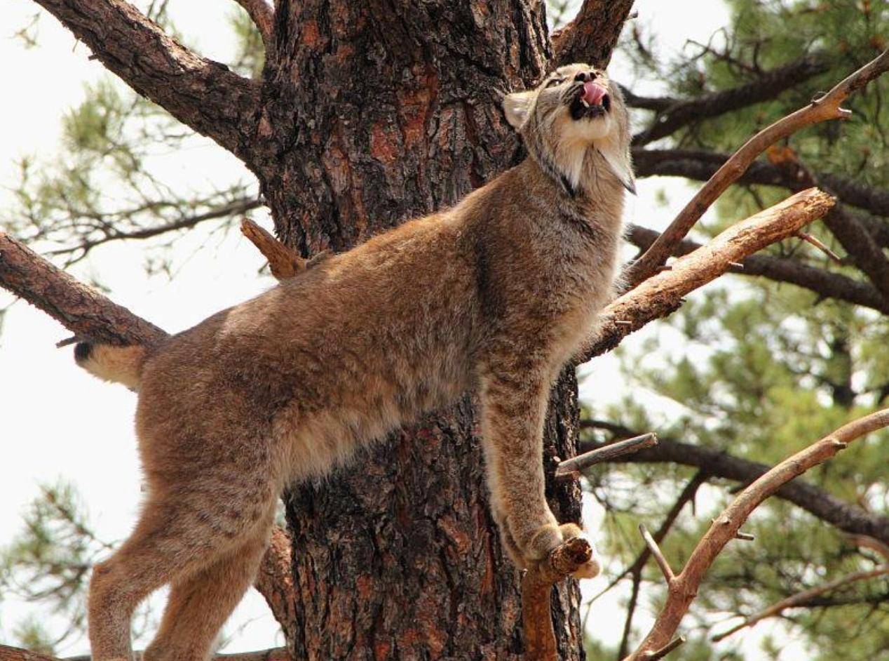 狼见了都要叫大哥的“猞猁”,在森林里,究竟有多恐怖?_手机搜狐网