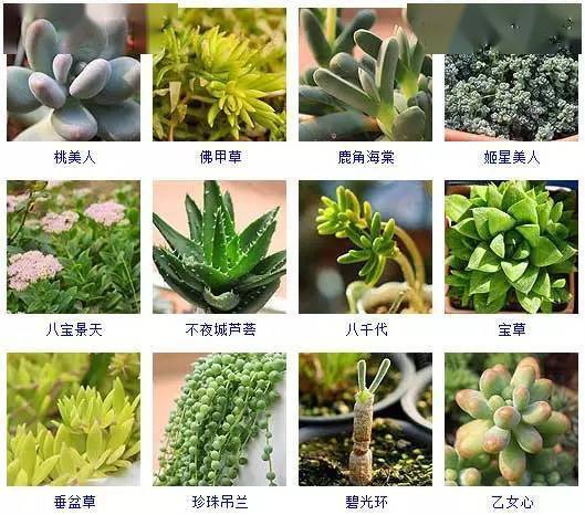 145种·多肉植物品种名称及图鉴_手机搜狐网