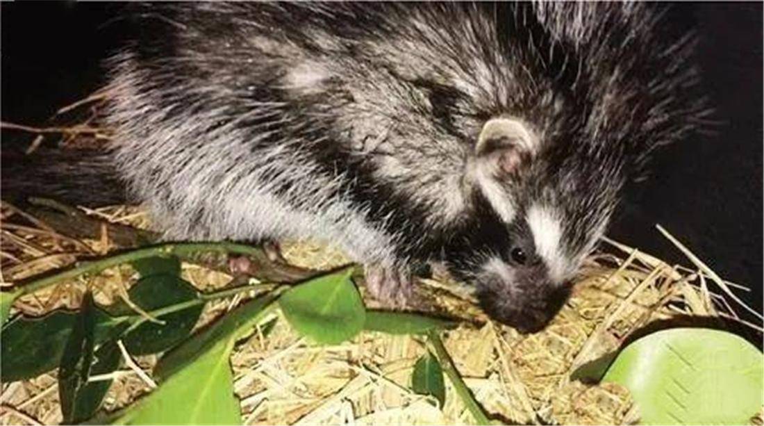 毒鼠啃下箭毒树的皮,用嘴巴嚼细抹在身上,大象舔上几口也会倒地_有毒