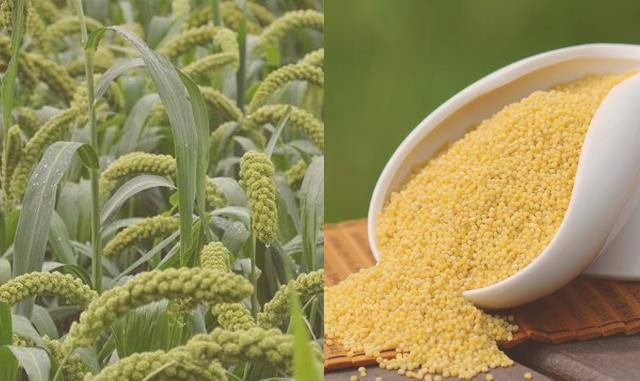 "兵马未动,粮草先行",试论我国古代行军粮的演变_粟米_种植_战马