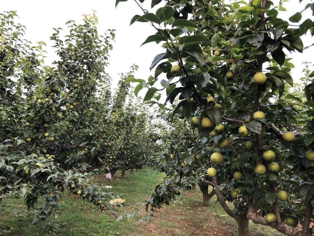 砀山_多汁_清甜