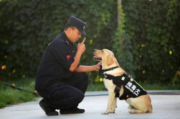"汪汪队"这样守护国门_警犬_训练_郑永波