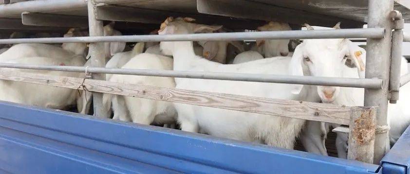 发羊啦!_母羊_养殖_崇明