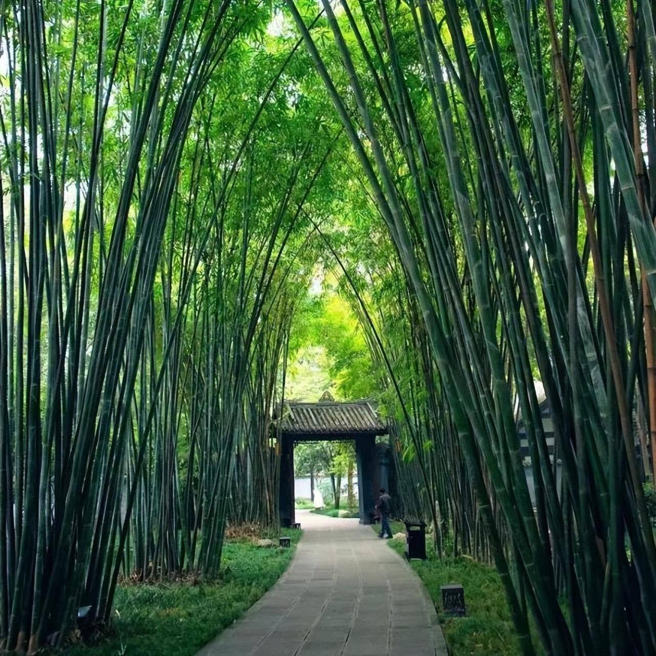 高质量呈现100余处竹林景观节点栽植竹类植物30余万株同时针对9条城区