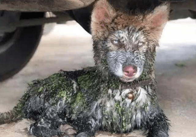 狗狗跳进粪坑"浮潜",想送去洗澡,宠物店看到照片,这单不接_主人_污水