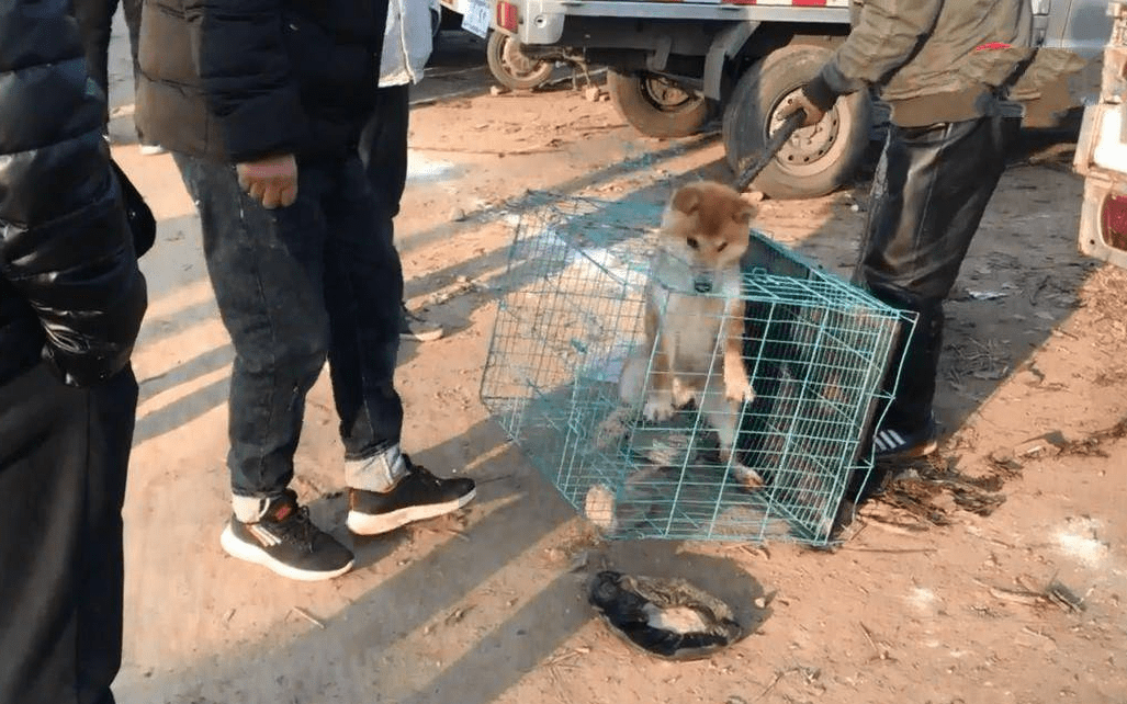 这么大只的柴犬被送上了狗肉车,本来觉得可怜,问了原因表示理解