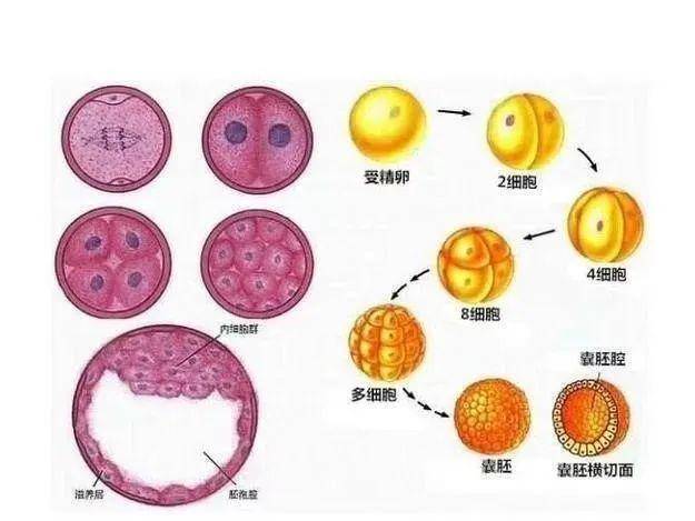 试管婴儿:为什么取卵那么多,成为胚胎的那么少?_卵子_过程_囊胚