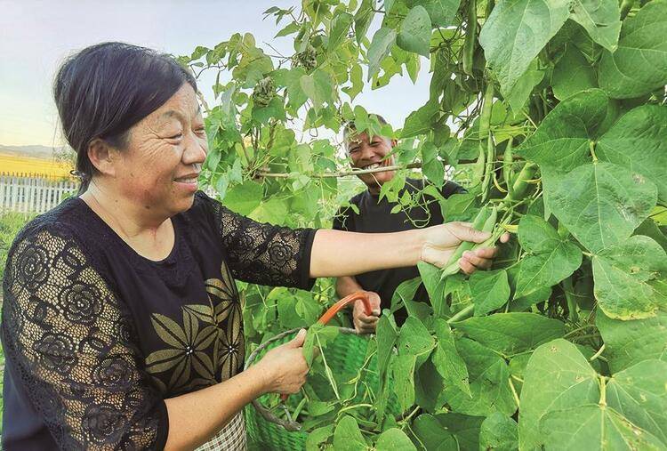 红梅镇白石沟村二组"兄弟果园"里,几名游客在采摘苹果梨.