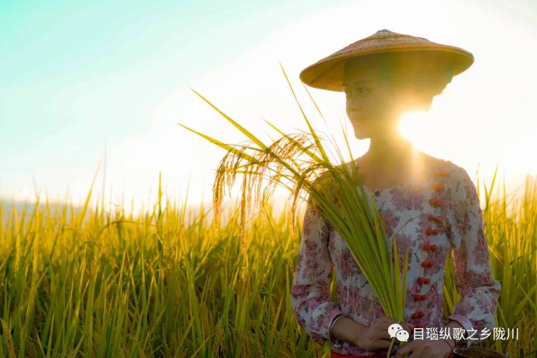 风吹稻浪五谷香！去德宏这里，满足你的诗和远方_稻田_金色_陇川