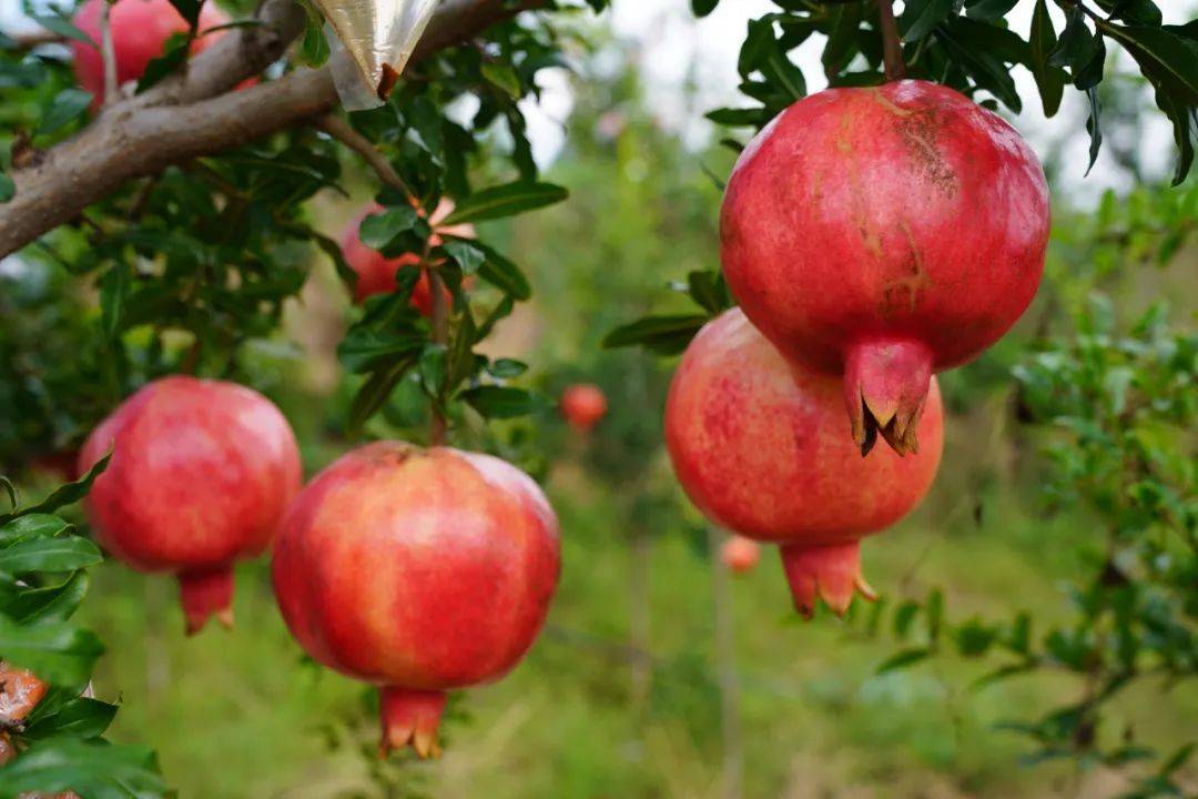 西安临潼区:石榴红满枝 硕果累累迎国庆_生态_枝头_游客
