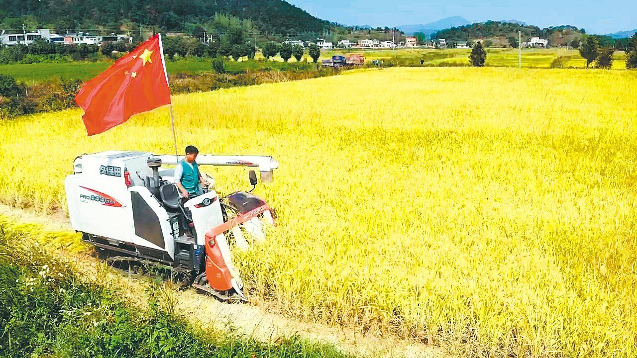 50万台农机忙秋收 湖北省3000多万亩中稻收割超六成_收割机_水稻_面积