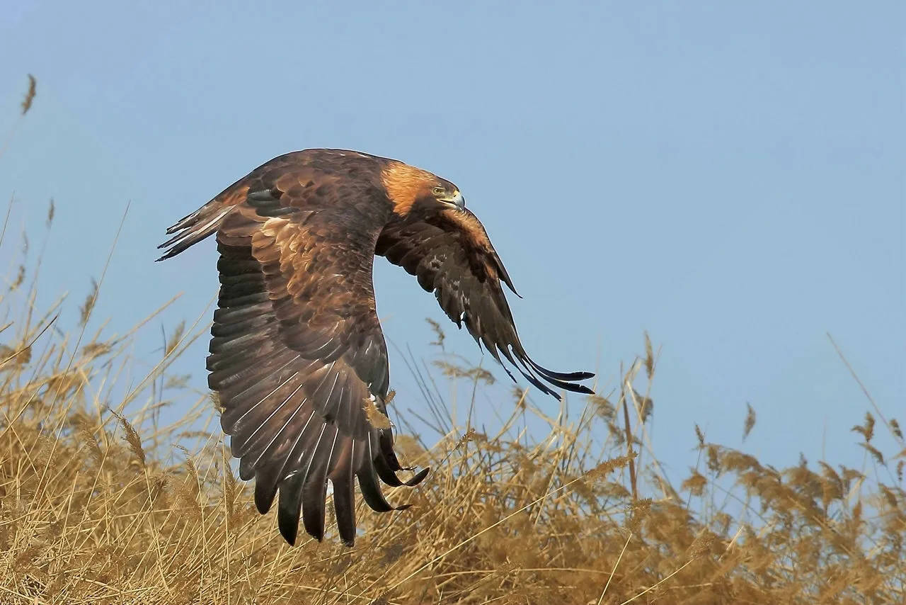 号称猛禽之王的金雕,有啥特别之处?