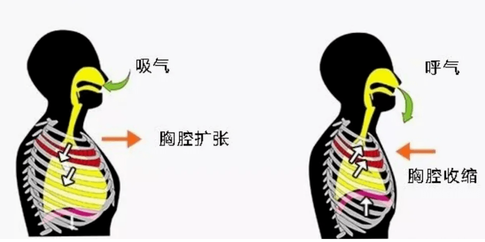 【内脏与疼痛】呼吸运动的形式