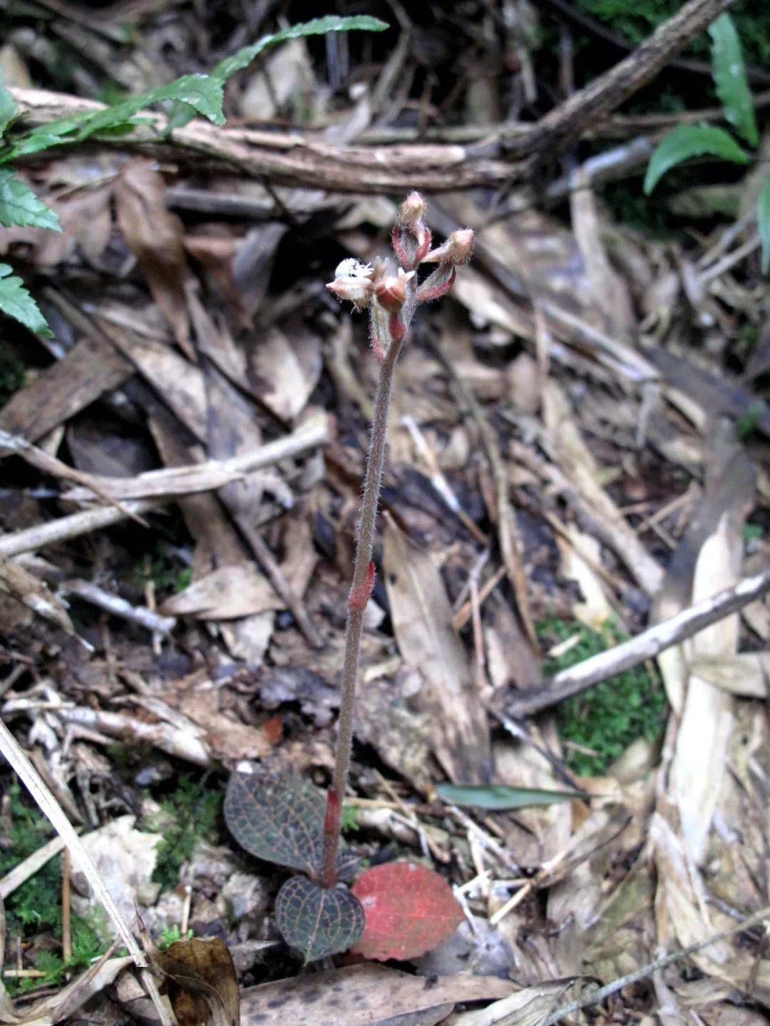 宁波龙观首次发现珍稀兰科植物——浙江金线兰,又有多种兰科植物组团