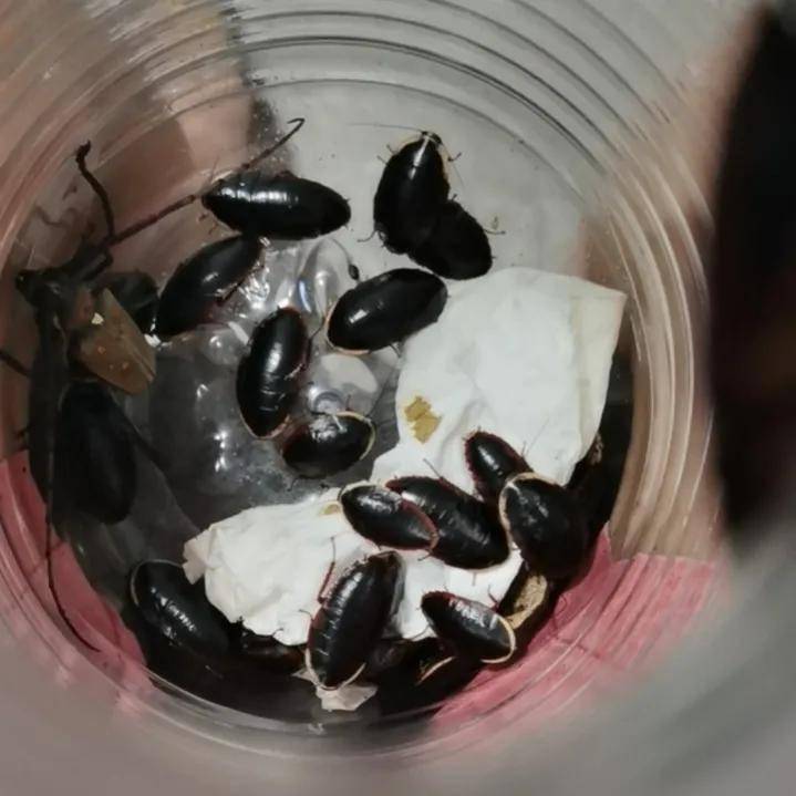 收获金边土元_蟑螂_直觉_单都