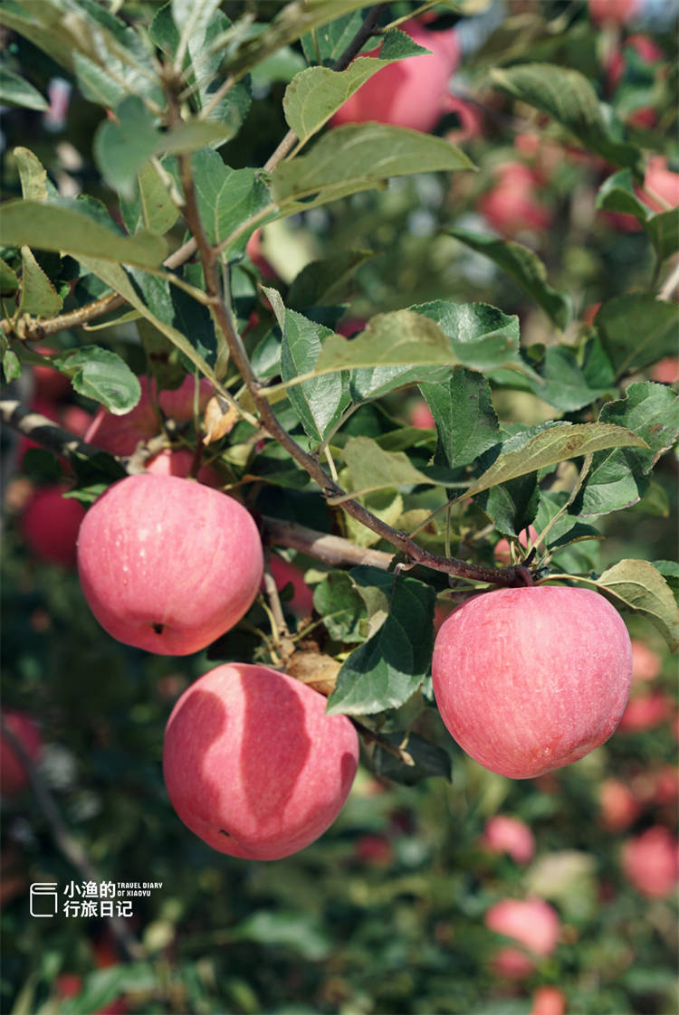 这个北方省份是水果界的隐藏王者，苹果产量占全球七分之一！