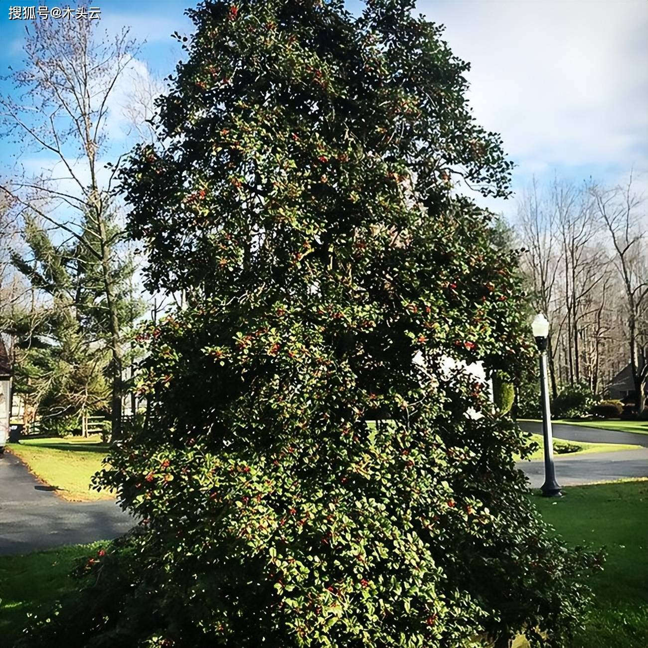 冬青:世界上最白的木材之一_浆果_加工_硬木