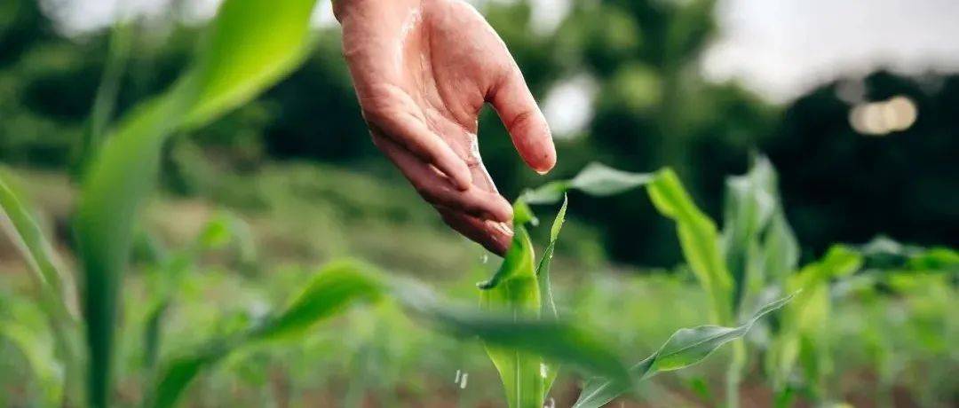 对庄稼有好处的动物有哪些