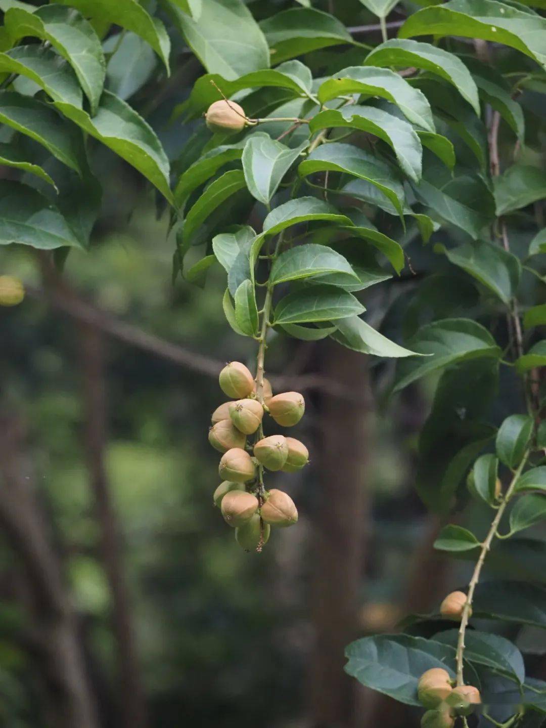 藥園▲乾花豆(豆科) 徐曄春(志願者)攝藥園■蘭園▲蝴蝶蘭(蘭科)