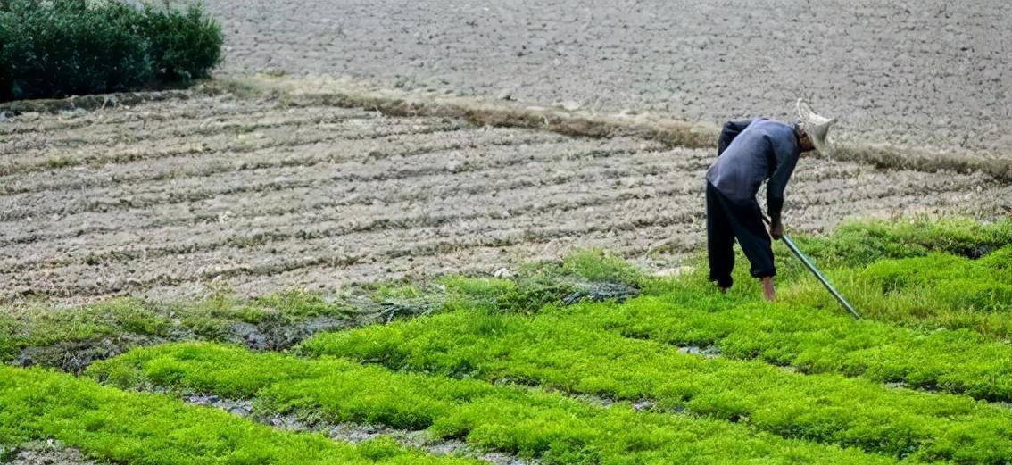 本来只要程地明安心种地可能就不会发生之后的事,但